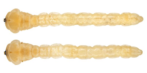 Microcastalia globithorax, PL4127A, larva, from Choretrum glomeratum (PJL 3296) stem base, dorsal (above) & ventral (below), SE, 25.0 × 4.8 mm